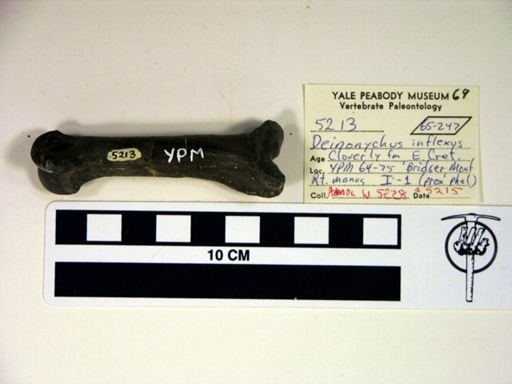 Deinonychus antirrhopus