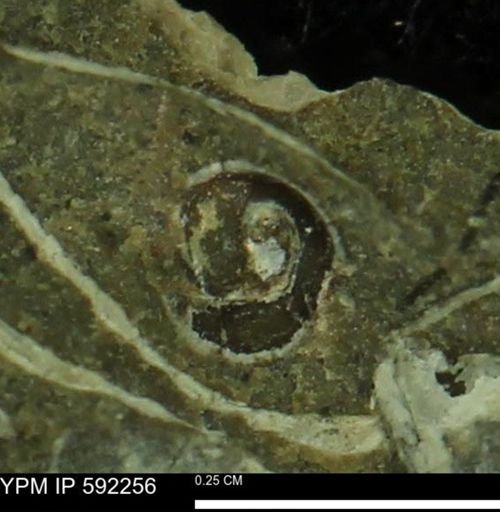 undet. Gastropoda