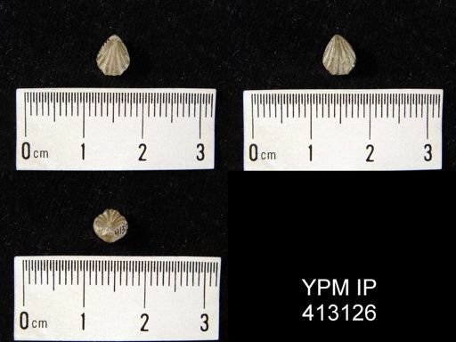 undet. Camarotoechiidae