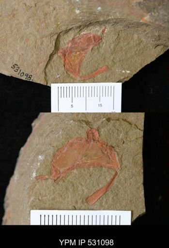 Cothurnocystis?