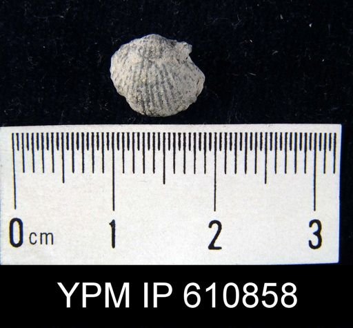 Chonetes emmetensis