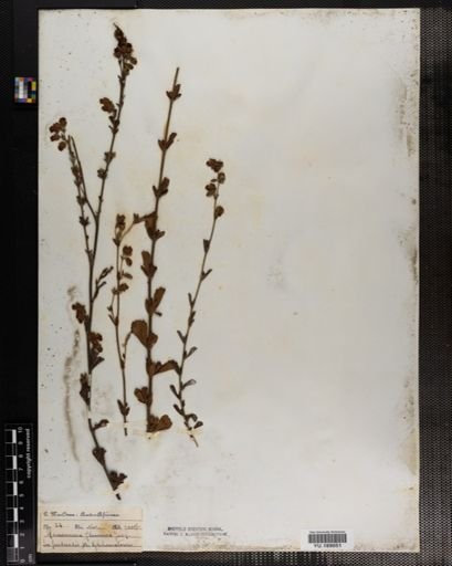 Plantae