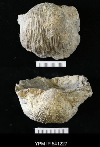 Dictyoclostus sp.