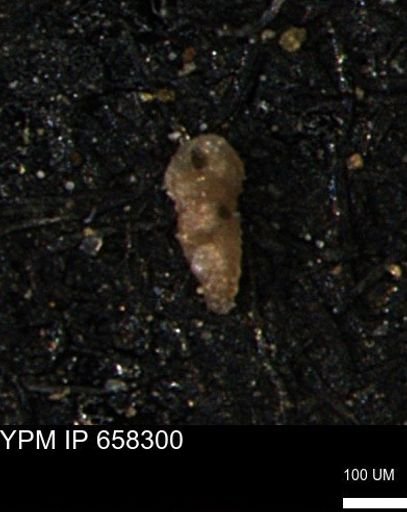 Verneuilinoides kansasensis