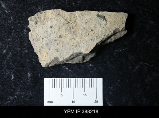 undet. Conodonta