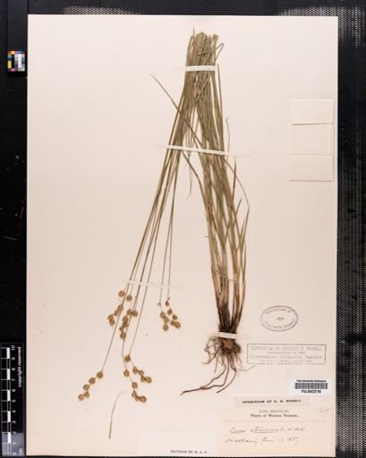 Carex tenera
