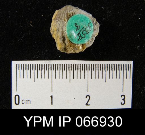 Camarotoechia contracta