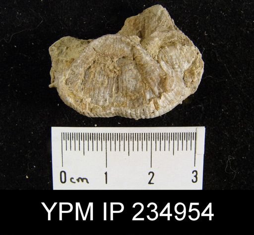 Marginifera lasallensis