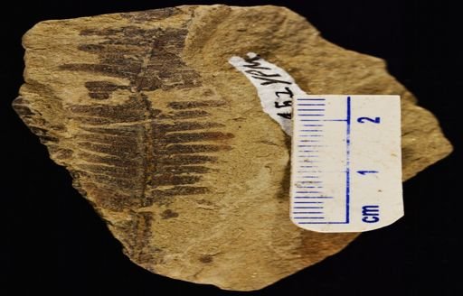 Cladophebis daughertyi