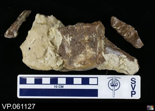 undet. Mosasauridae