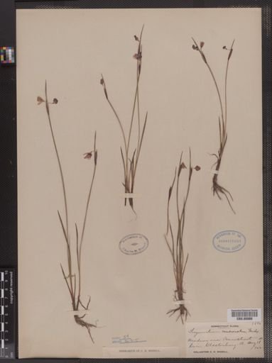 Sisyrinchium mucronatum