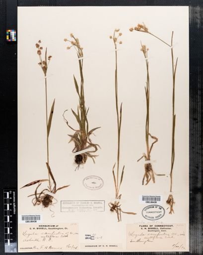Luzula campestris