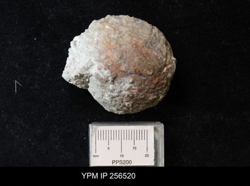Megistocrinus sp.