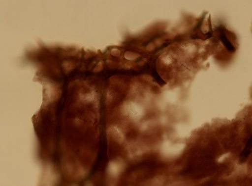 Smenospongia musicalis