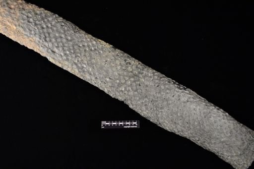 Stigmaria ficoides
