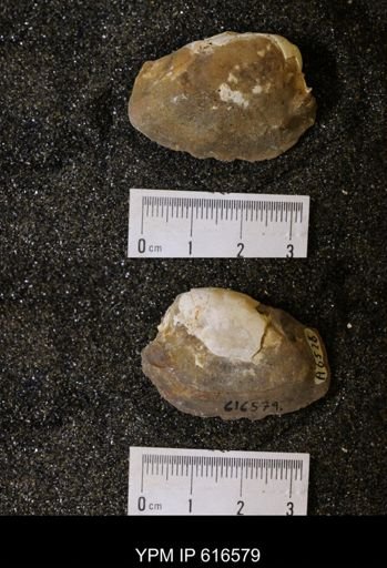 Corbicula?