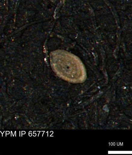 Spirolocammina subcircularis