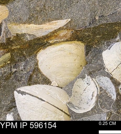 Limopsis striatopunctatus