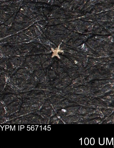 undet. Porifera