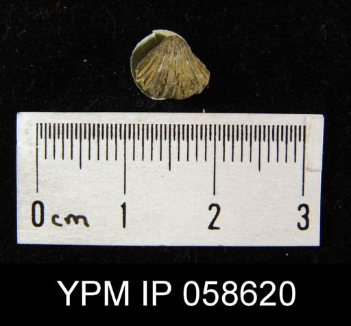 Camarotoechia transversa