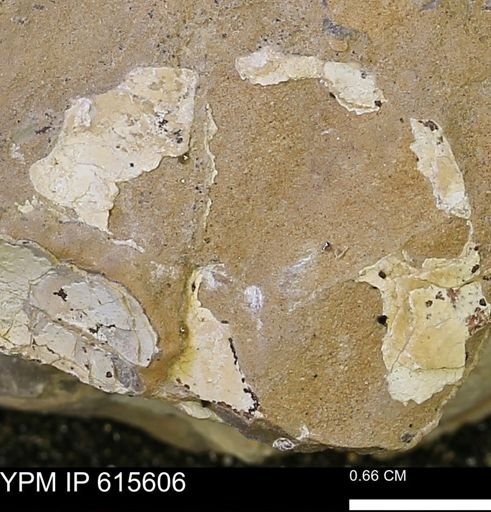 undet. Bivalvia