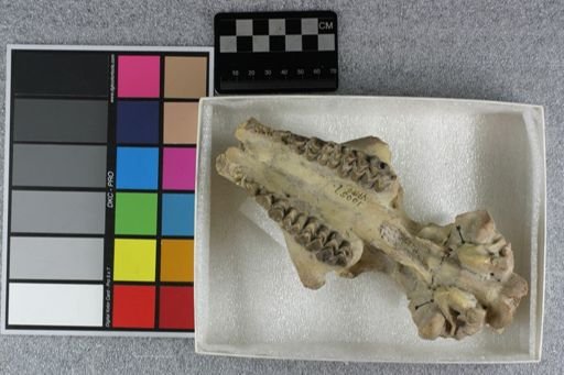 Eporeodon bullatus
