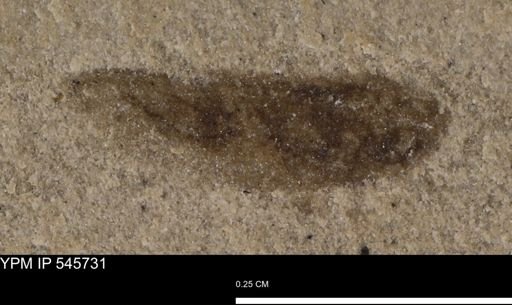 undet. Auchenorrhyncha