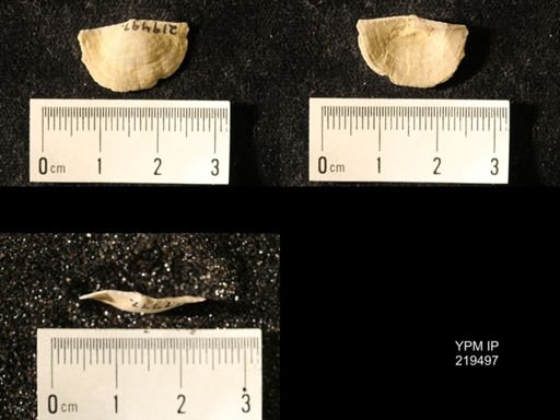 Chonetes granulifer