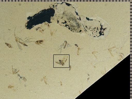 Hemiptera?