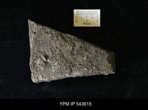 Conodonta