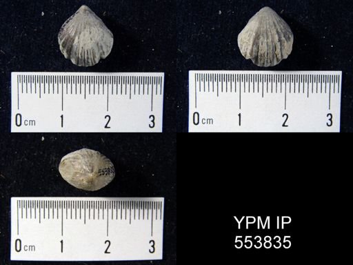 undet. Rhynchotrematoidea