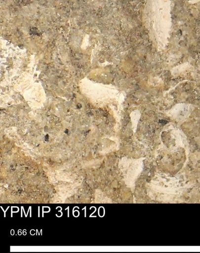 undet. Mollusca