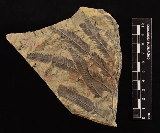 Calcaropteris boeselii
