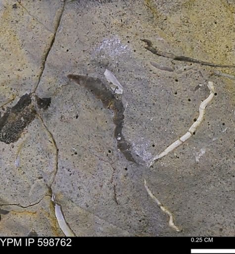 undet. Mollusca