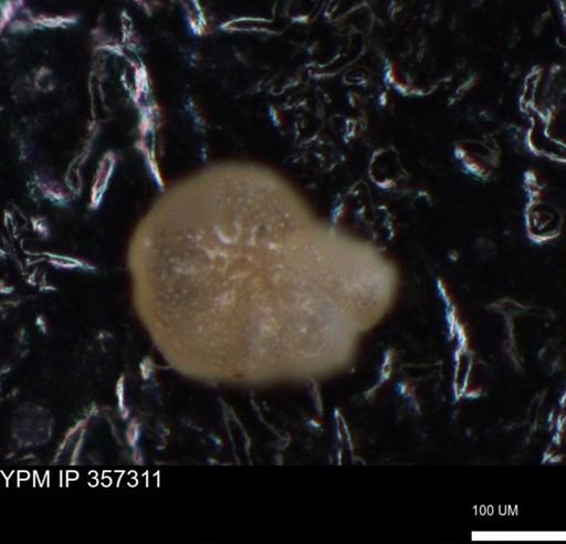 undet. Foraminiferida