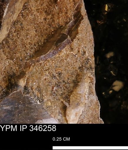 undet. Mollusca