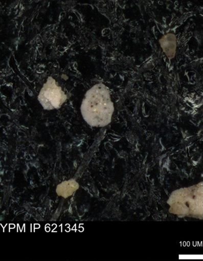 undet. Foraminiferida