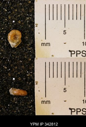 undet. Scaphitidae