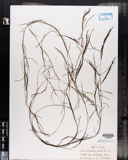 Zannichellia palustris