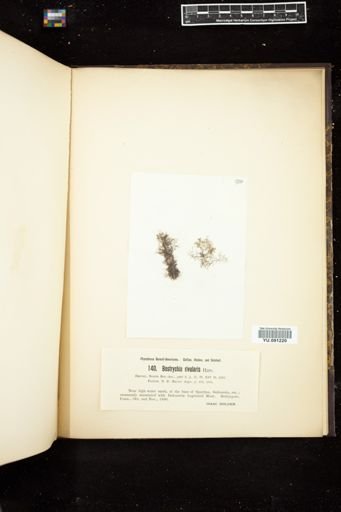 Bostrychia rivularis
