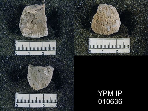 Productus inca