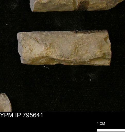 Baculites sp.