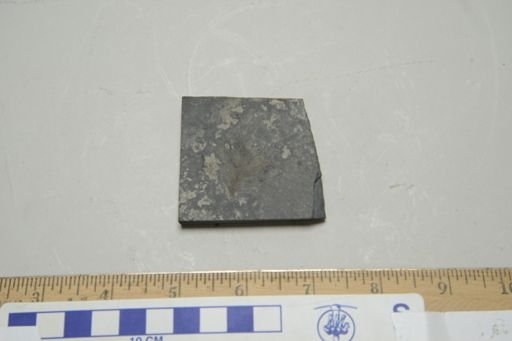 Pirania muricata