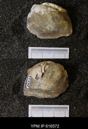 Corbicula?