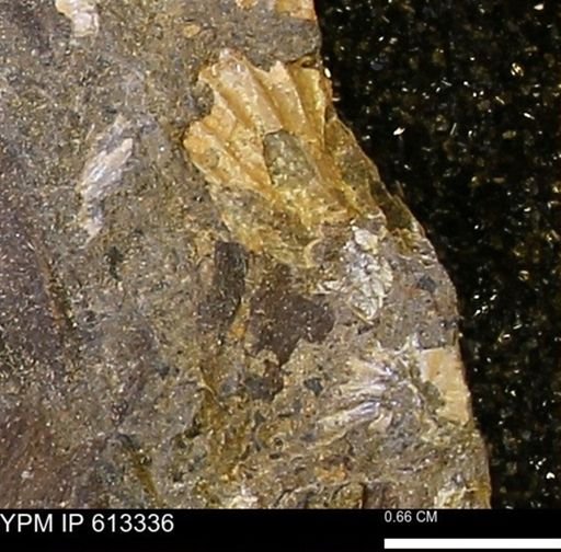 Scaphites sp.