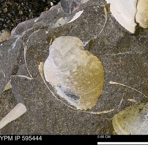 Protocardia sp.