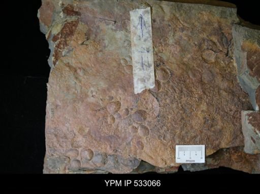 undet. Brachiopoda