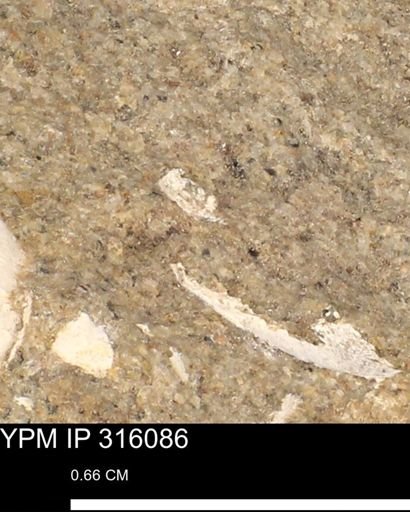 undet. Mollusca
