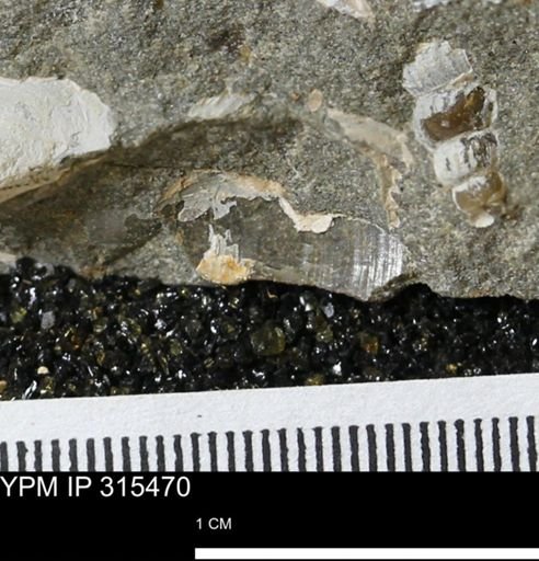 undet. Mollusca