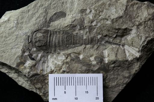 Baltoeurypterus sp.